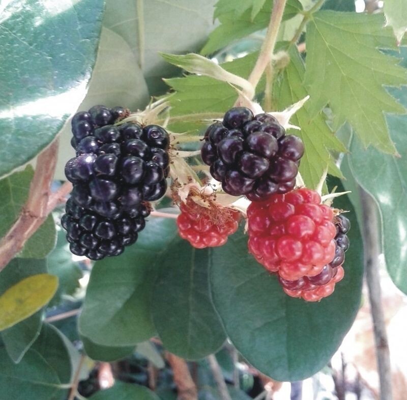 Planta Mora sin espinas. Rubus fruticosus. Zarzamora. 20 - 30 cm