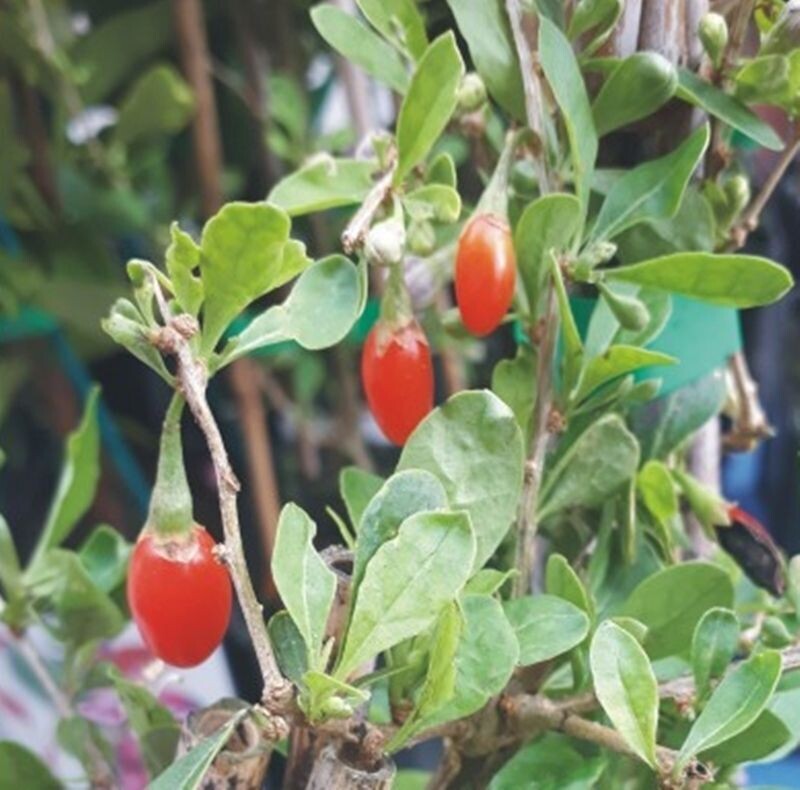 Planta Bayas de Goji. Lycium barbarum. 35 - 40 cm