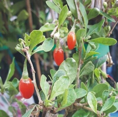 Planta Bayas de Goji. Lycium barbarum. 35 - 40 cm