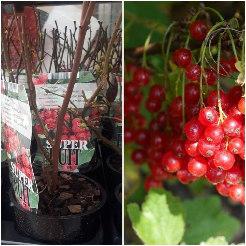 Planta Arandano Rojo. Vaccinium Corymbosum. Pink Lemonade. 20-30 Cm