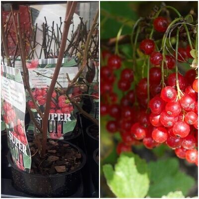 Planta Arandano Rojo. Vaccinium Corymbosum. Pink Lemonade. 20-30 Cm
