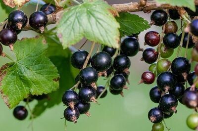 Planta Grosello negro. Ribes nigrum. 20-30cm