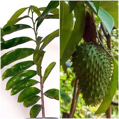 Planta Natural de Guanabana, Annona Muricata. 80 - 100 Cm