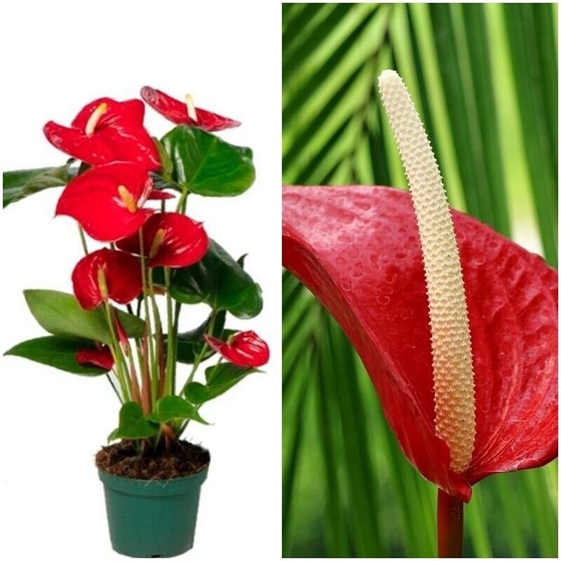 Planta Natural de Anturio Anthurium Rojo en maceta C17