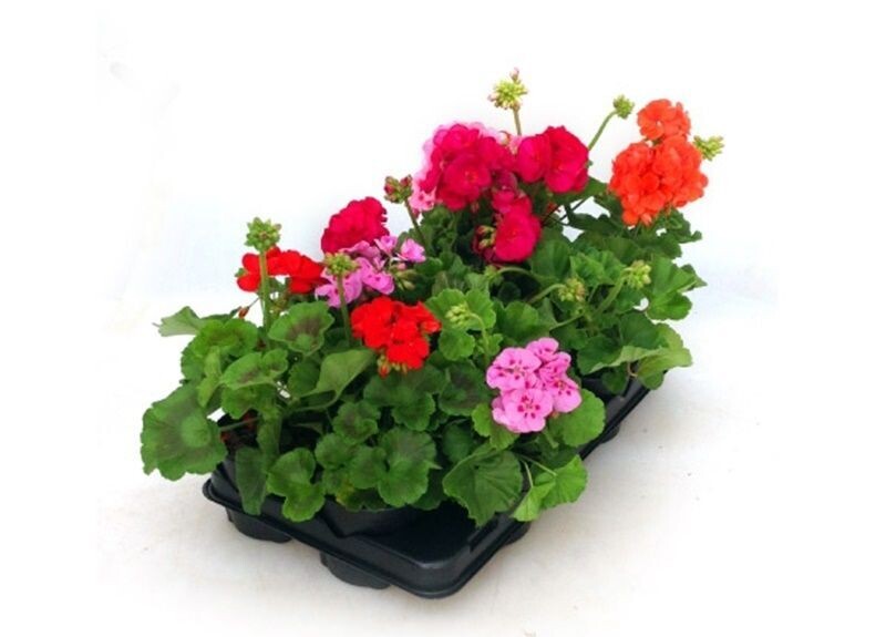 Pack de 10 Plantas Geranio Zonal. Pelargonium. C13