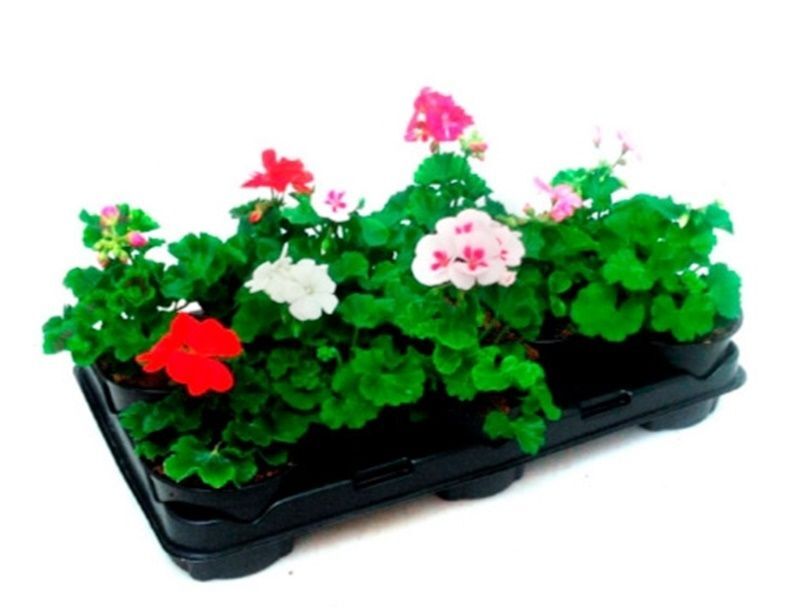 Pack de 10 Plantas Geranio Zonal. Pelargonium. C13