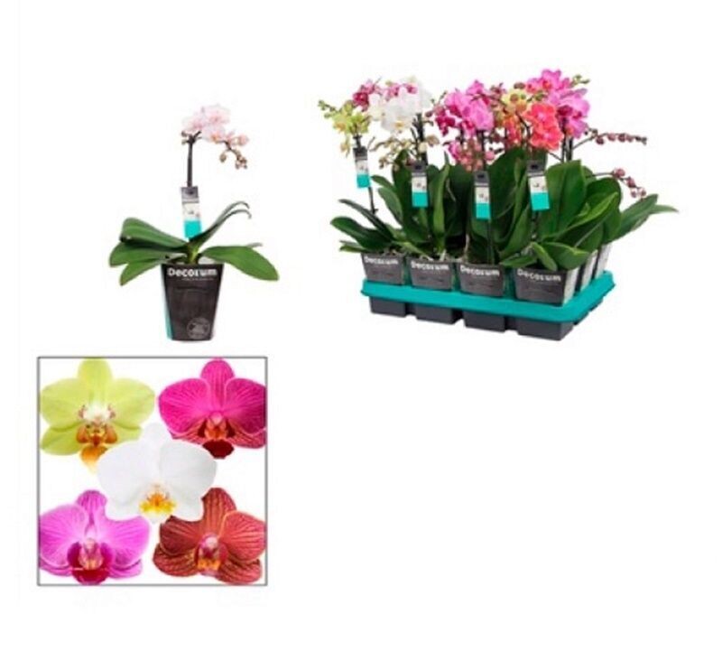 Planta Natural Orquidea Phalaenopsis Variada, en Maceta