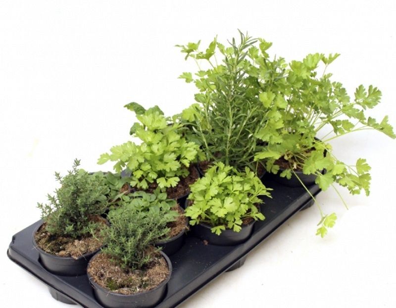 Pack de 10 Plantas Aromáticas Mix. Variadas. C13