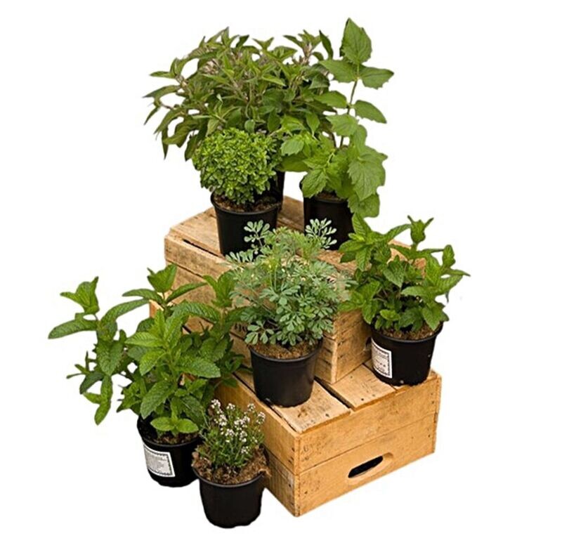 Pack de 10 Plantas Aromáticas Mix. Variadas. C13