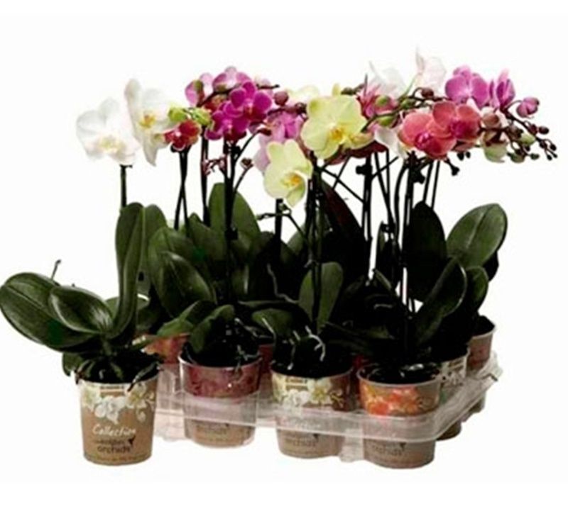Planta Natural Orquidea Phalaenopsis Variada, en Maceta