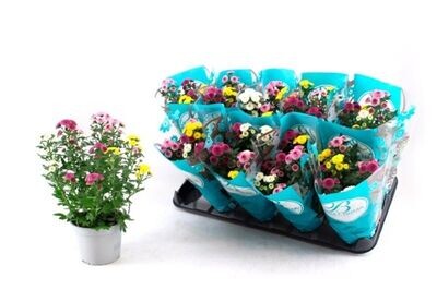 Pack de 10 Plantas de Crisantemos Chrysanthemum variados