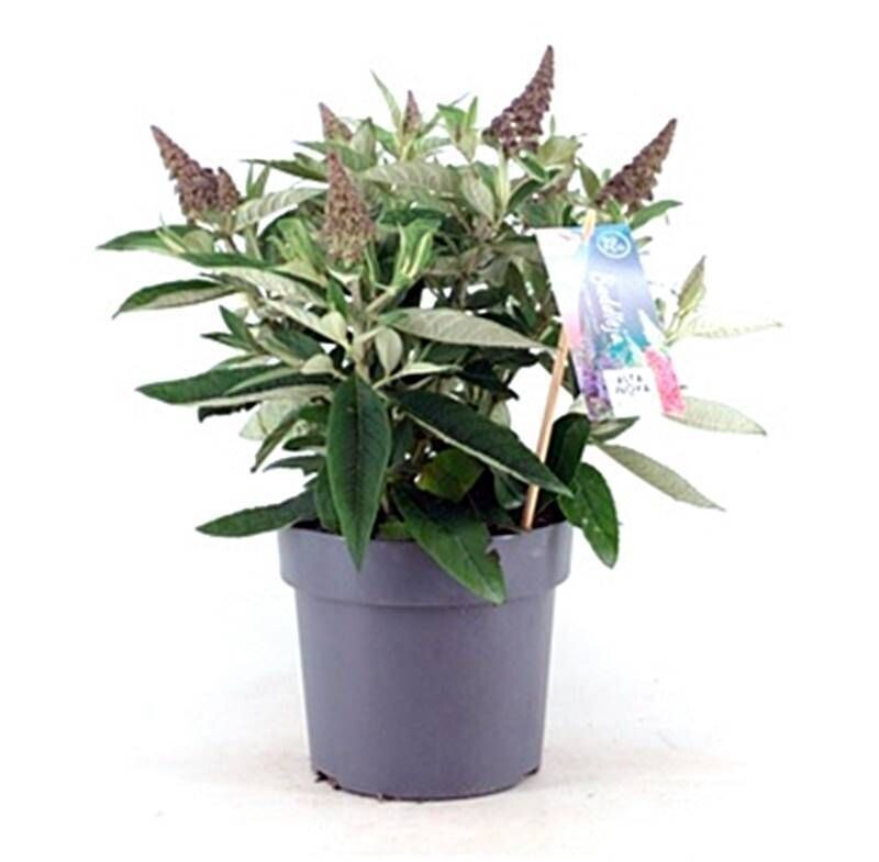 Buddleja davidii. Atrae Mariposas. Planta Exterior. M17
