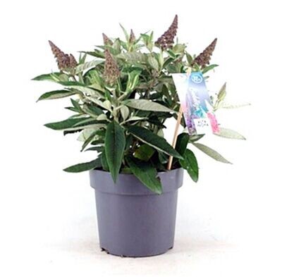 Buddleja davidii. Atrae Mariposas. Planta Exterior. M17