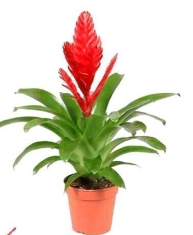 Planta natural Vriesea Christiane. Bromelia cultivo fácil