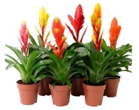 1 Planta natural Vriesea MIX color. Bromelia cultivo fácil