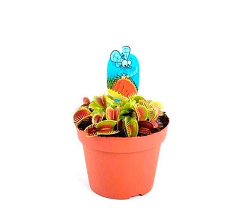 Planta Carnívora Dionaea. Atrapamoscas