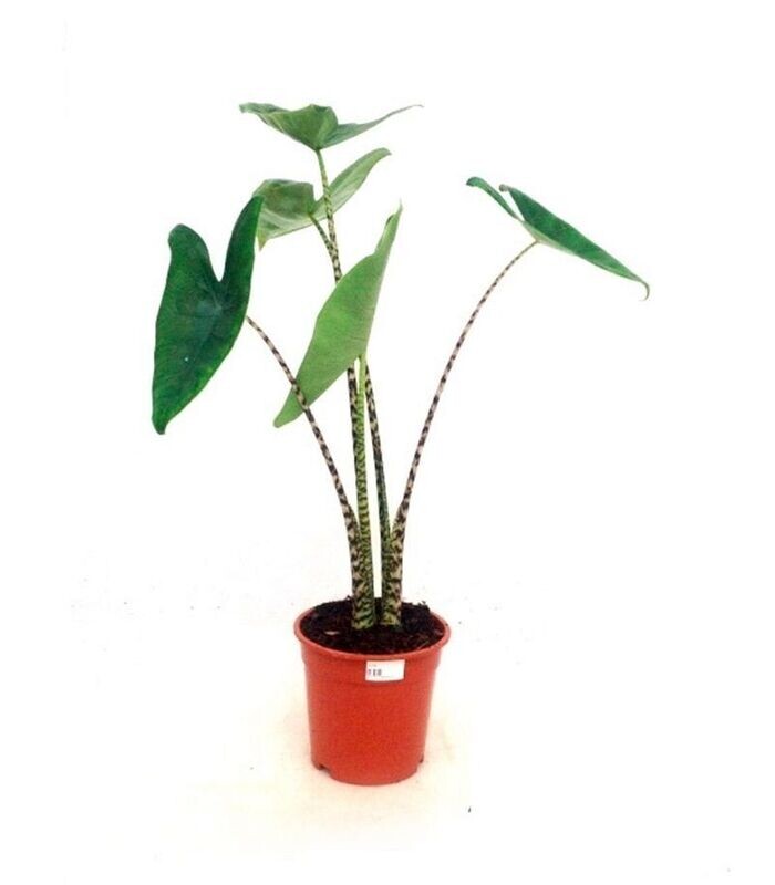 Alocasia Zebrina. Zebra o Hojas de Elefante. En maceta 17cm