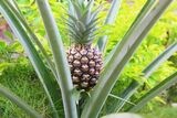 Ananas. Planta Piña, hojas alargadas. Planta de interior