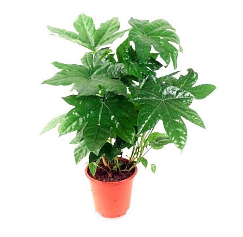 Aralia. Planta interior. Duradera y Resistente Maceta17