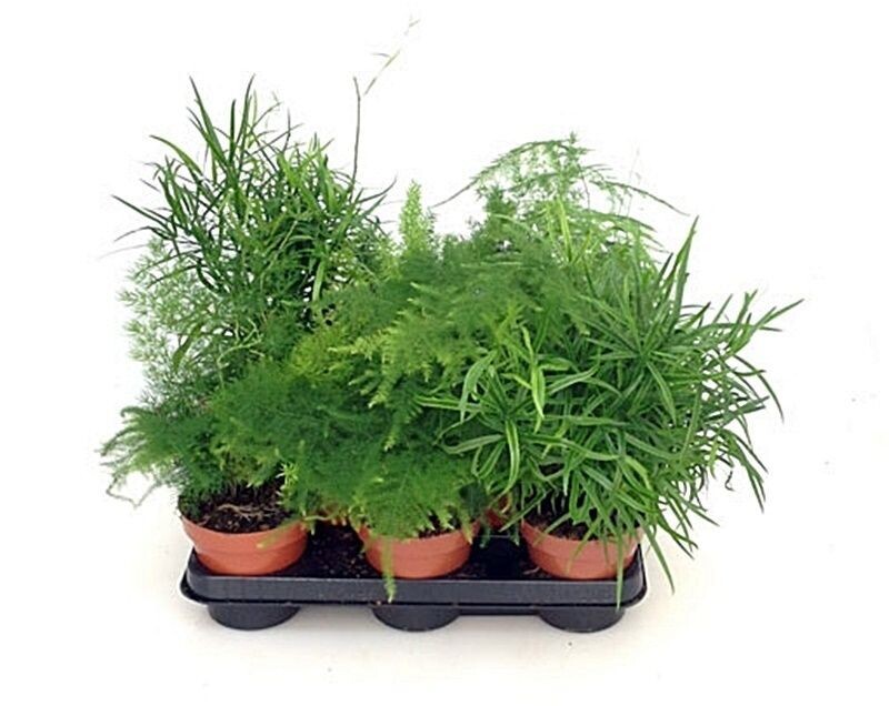 x10 Asparragus Mix. Variados
