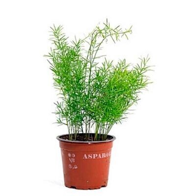 Asparragus Sprenger. Planta Natural interior, Colgante. Maceta 12 cm