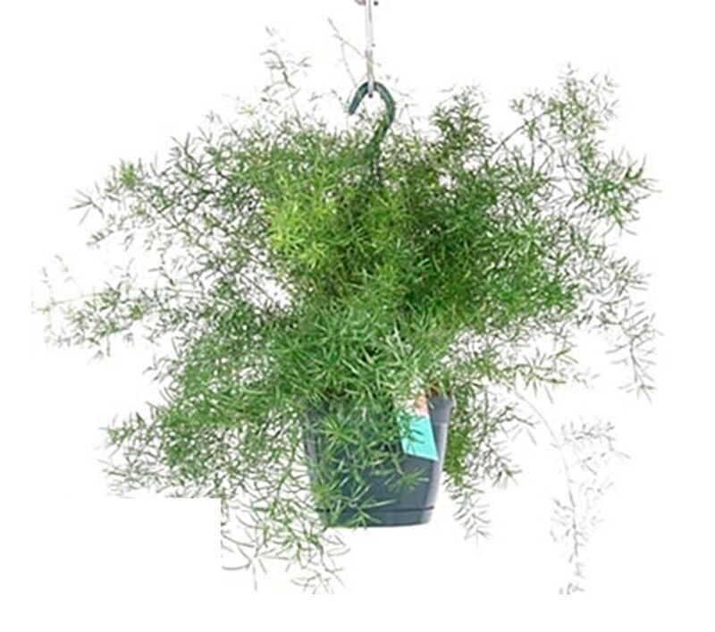Asparragus Sprenger. Planta Natural interior, Colgante. Maceta 17 cm