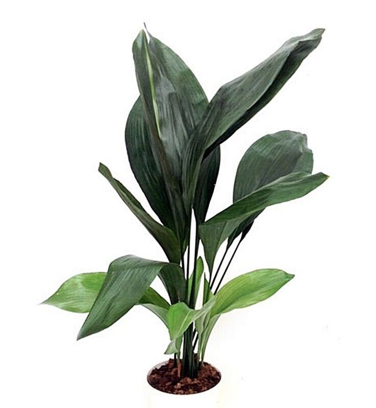 Aspidistra. Planta natural interior, Maceta 17 cm