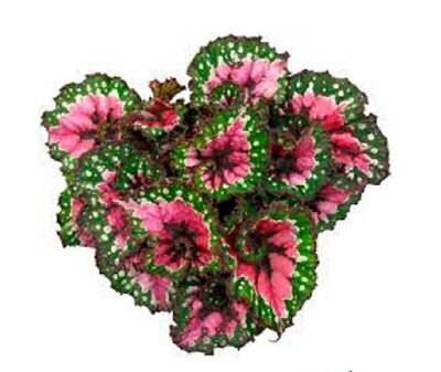 Begonia Macarena. Planta Natural interior. Hojas pequeñas coloridas. Maceta 13 cm