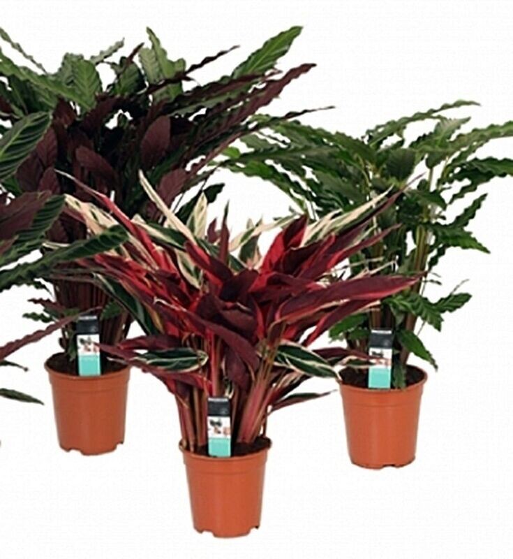 Calathea MIX. Planta de interior. Hojas grandes y llamativas. Maceta 19 cm