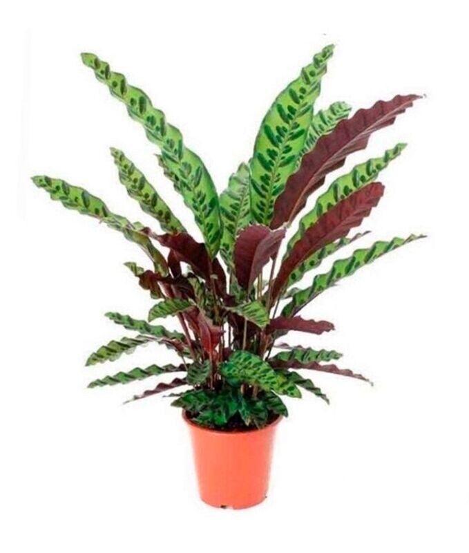 Calathea Lancifolia. Planta natural interior. Hojas alargadas. Maceta 17 cm.