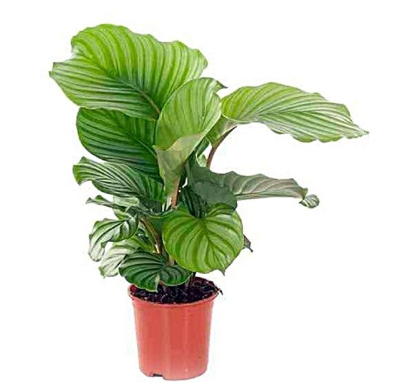 Calathea orbifolia. Planta natural de interior. Hojas grandes. Maceta 19 cm.