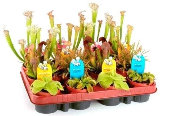 Carnivora MIX. Variedad Según disponibilidad