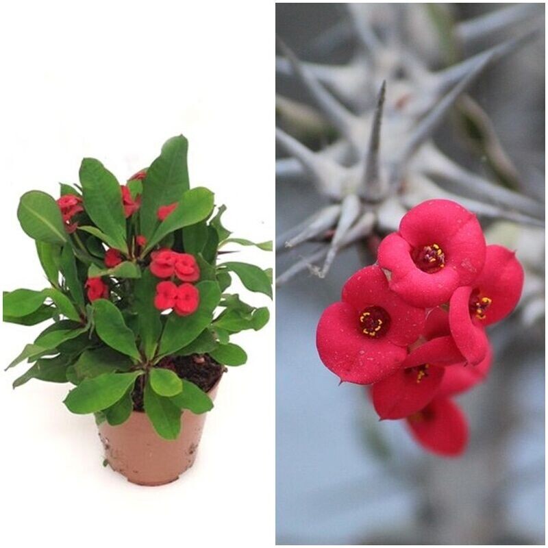 Euphorbia milii o corona espina de cristo. M13