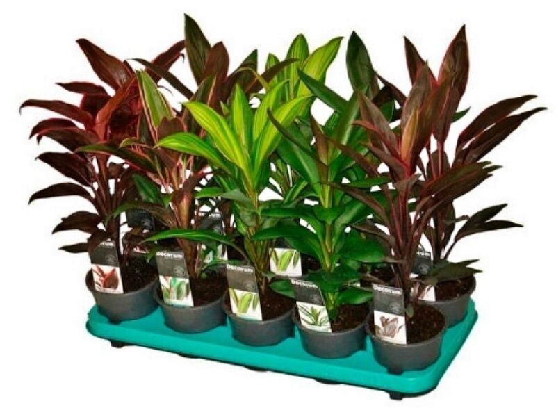 Cordeline. Planta natural interior. En tonos verdes o Fucsia. Maceta 1 L