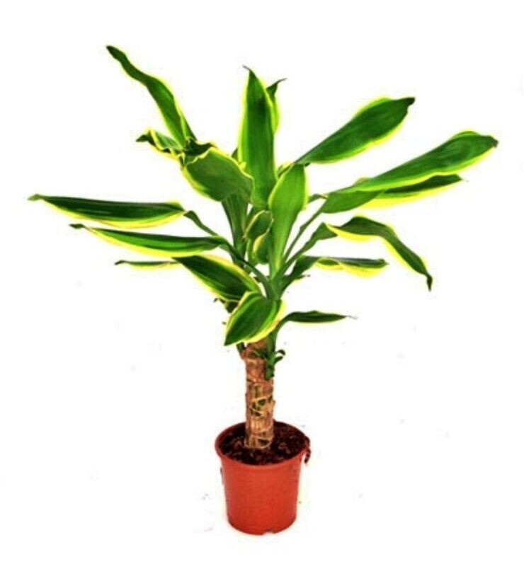Dracaena Golden Coast. Planta Interior. Hojas largas