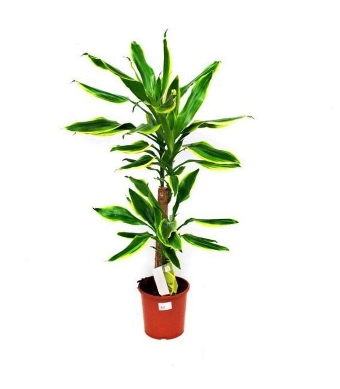 Dracaena Golden Coast. Planta Interior. Hojas largas