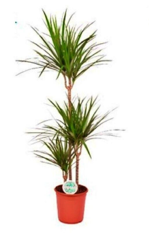Dracaena Marginata. Planta natural interior. Hojas finas y alargadas. facil cuidado. M20