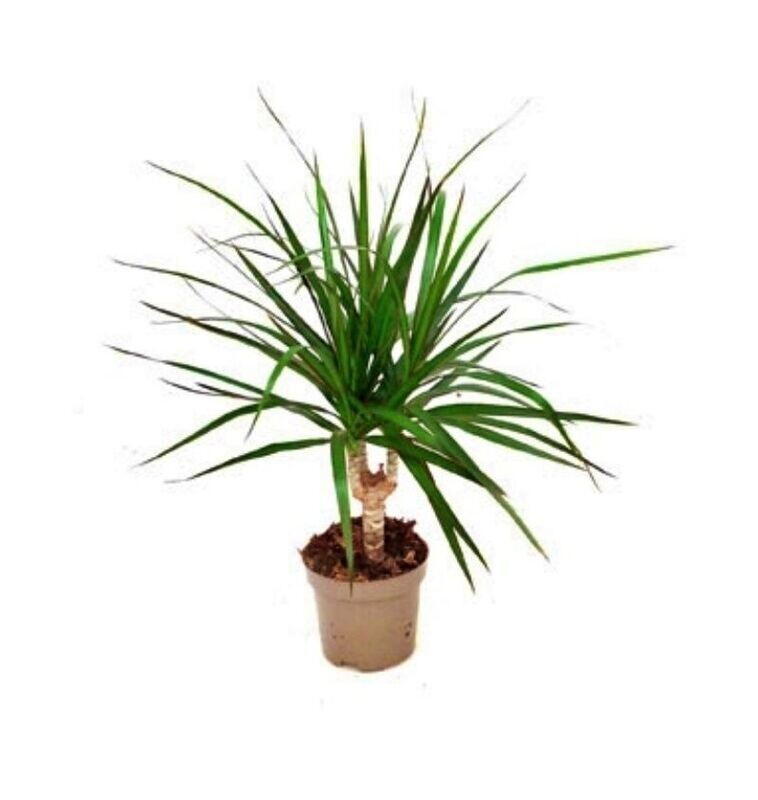 Dracaena Marginata. Planta natural interior. Hojas finas y alargadas. Fácil cuidado. M12