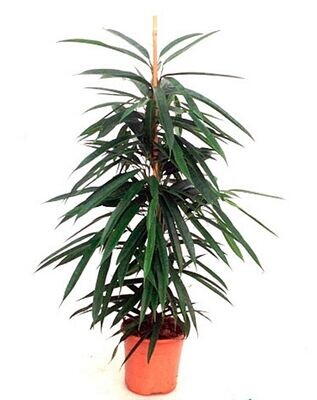Ficus amstel king, Planta interior. En maceta de 17 cm