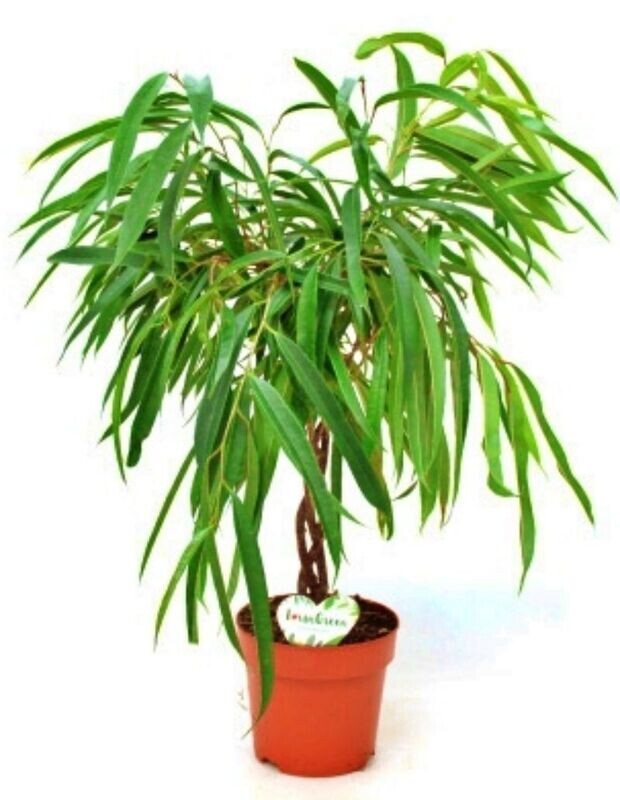 Ficus Alii Copa. Planta natural interior. Copa densa y redonda. M17