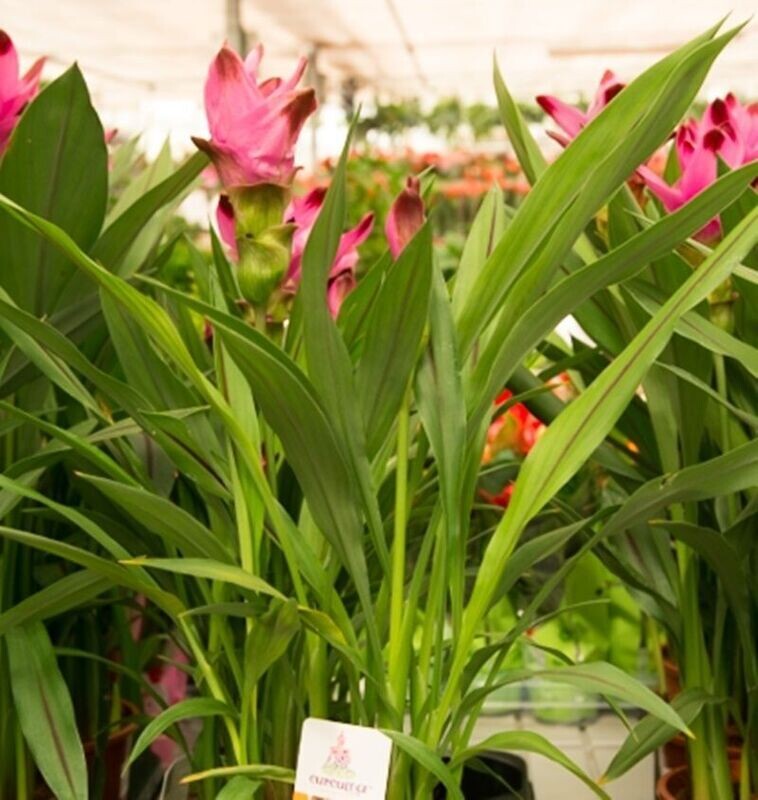 Planta de Curcuma, Aromática. Su raíz uso en cocina