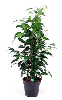 Ficus Benjamina, Planta interior. En maceta de 14 cm