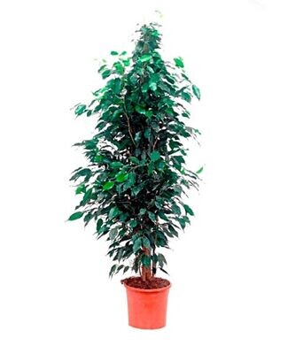 Ficus Danielle. Planta interior. Altura 140 - 150 cm