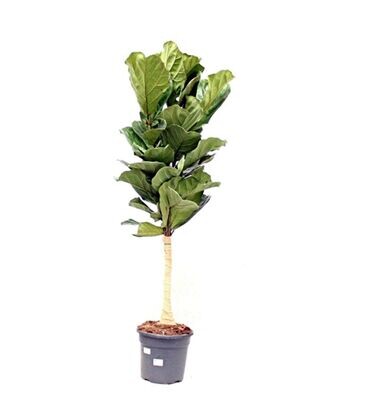 Ficus Lyrata en copa. Altura 120 - 140 cm