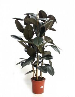 Ficus Robusta. Planta natural interior. Altura 100 - 120 cm