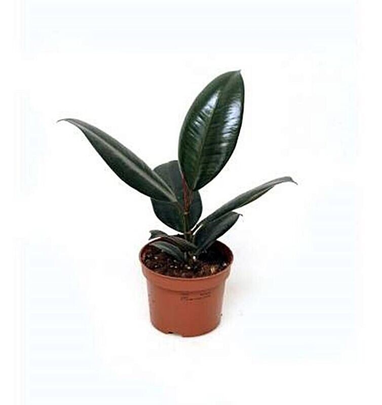 Ficus Robusta. Planta natural interior. Maceta de 12 cm