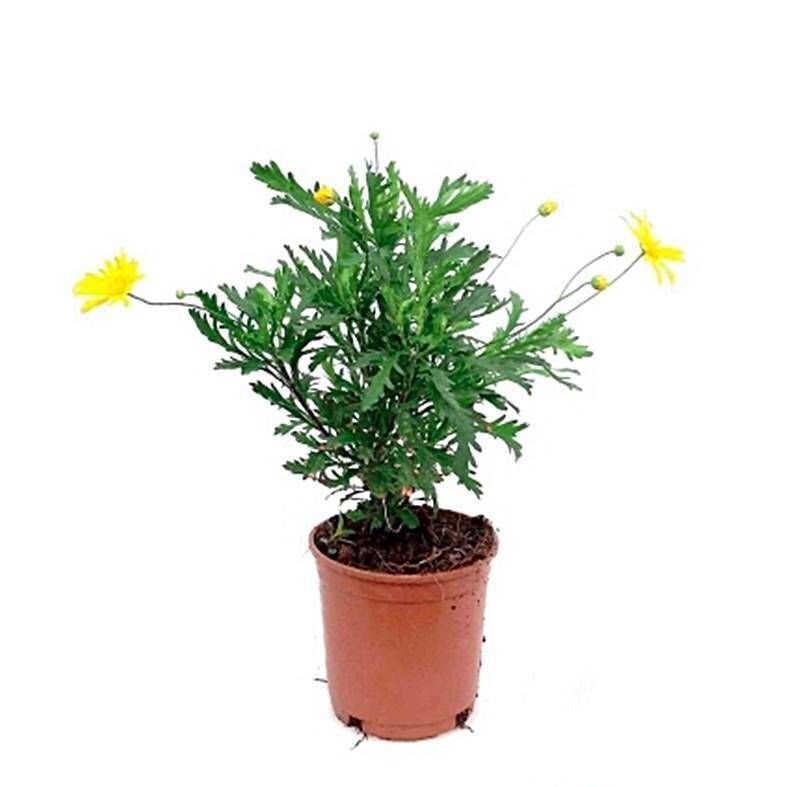 Euryops. Margaritas amarillas. Planta exterior.  30 - 40 cm