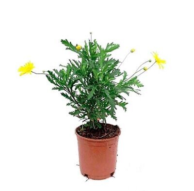 Euryops. Margaritas amarillas. Planta exterior.  30 - 40 cm