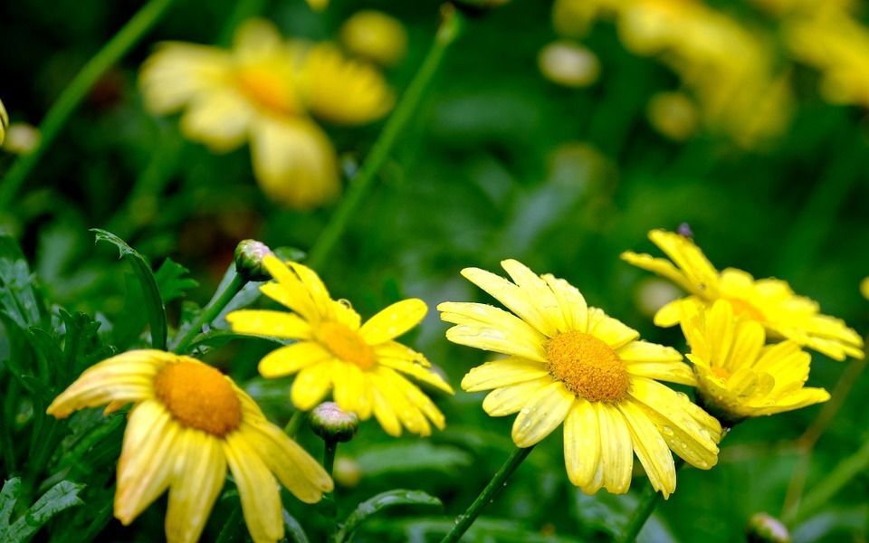 Euryops. Margaritas amarillas. Planta exterior. 30 - 40 cm