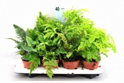 Helecho mix. Planta Natural interior, Variedades según stock. Maceta 12 cm
